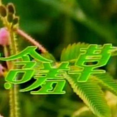 含羞草