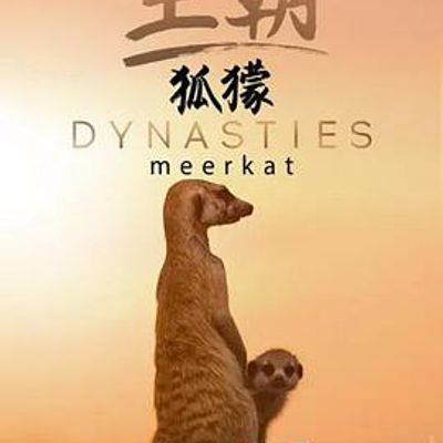 王朝：狐獴特辑