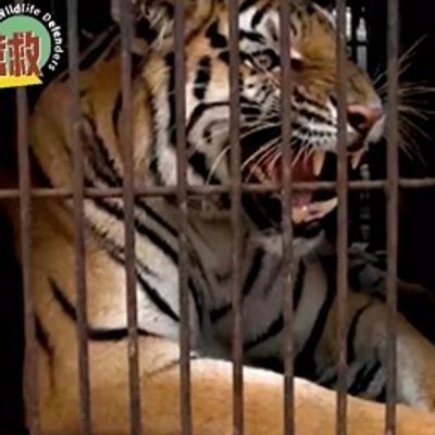 野生动物大营救第二季